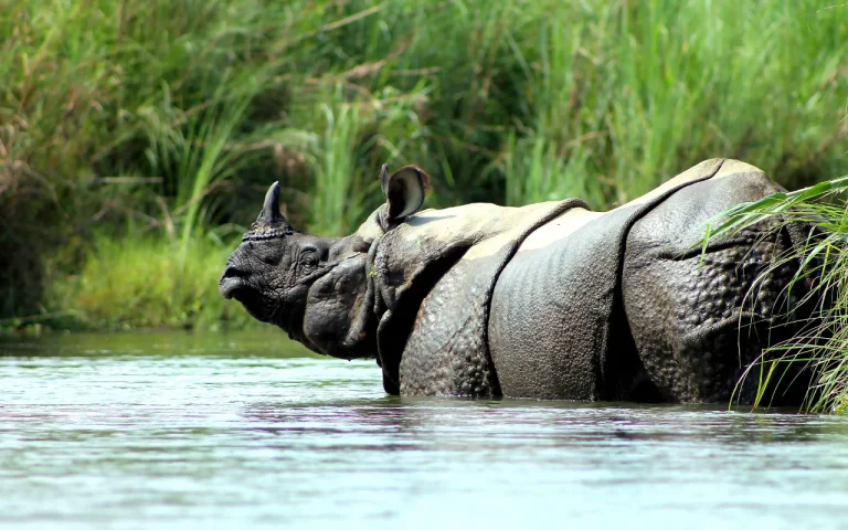 Things to Do in Chitwan Besides Safari